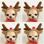 holiday pet outfit for cats and teacup dogs