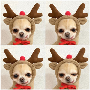 holiday pet outfit for cats and teacup dogs