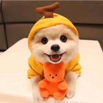 small breed dog wearing stylish winter clothes